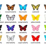 25+ Butterfly Symbols and Their Meaning | Symbolism Guide